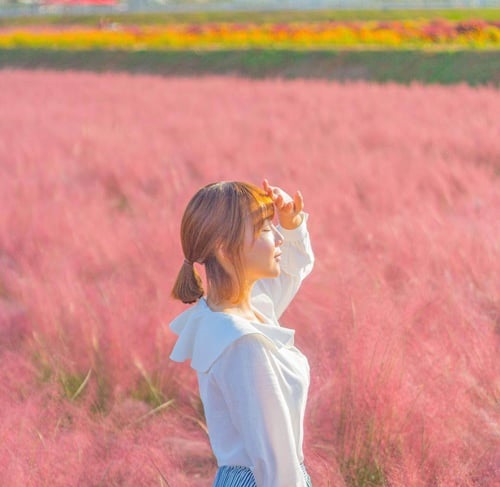 Lấp lánh mùa cỏ hồng Muhley Hàn Quốc